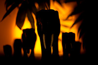 Elephants