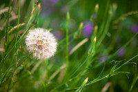 Dandelion