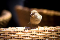 Sparrow