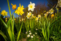 Daffodils